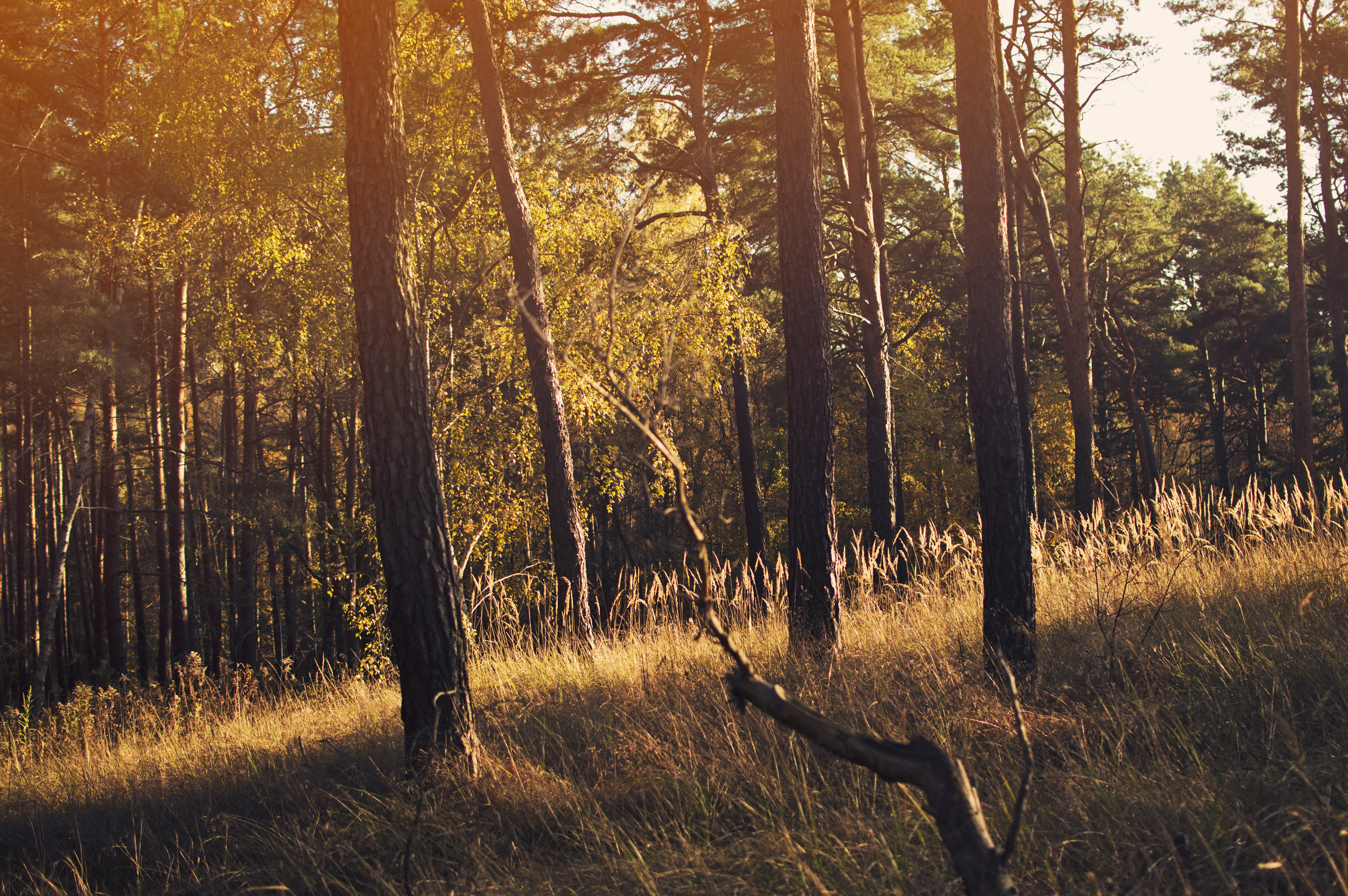 Songs We Sing (40th Anniversary Party)